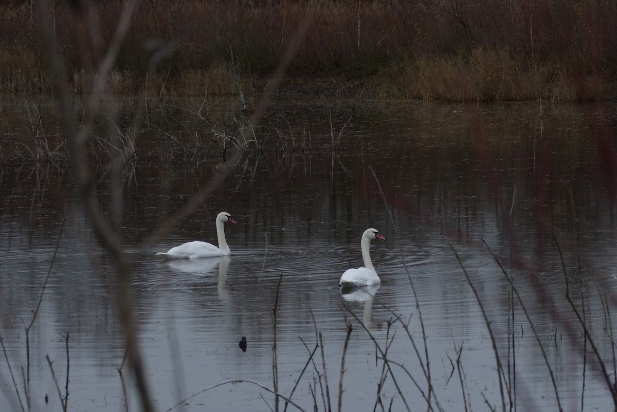 Cygne tuberculé - ML646122806