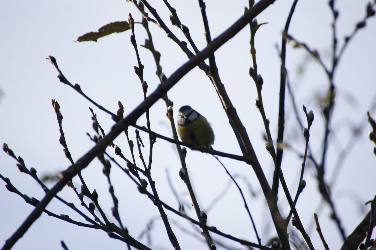 Eurasian Blue Tit - ML646122813