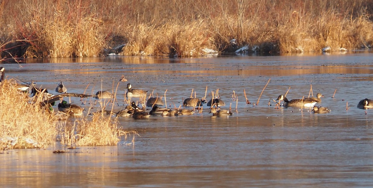 Ipar-ahatea - ML646122818