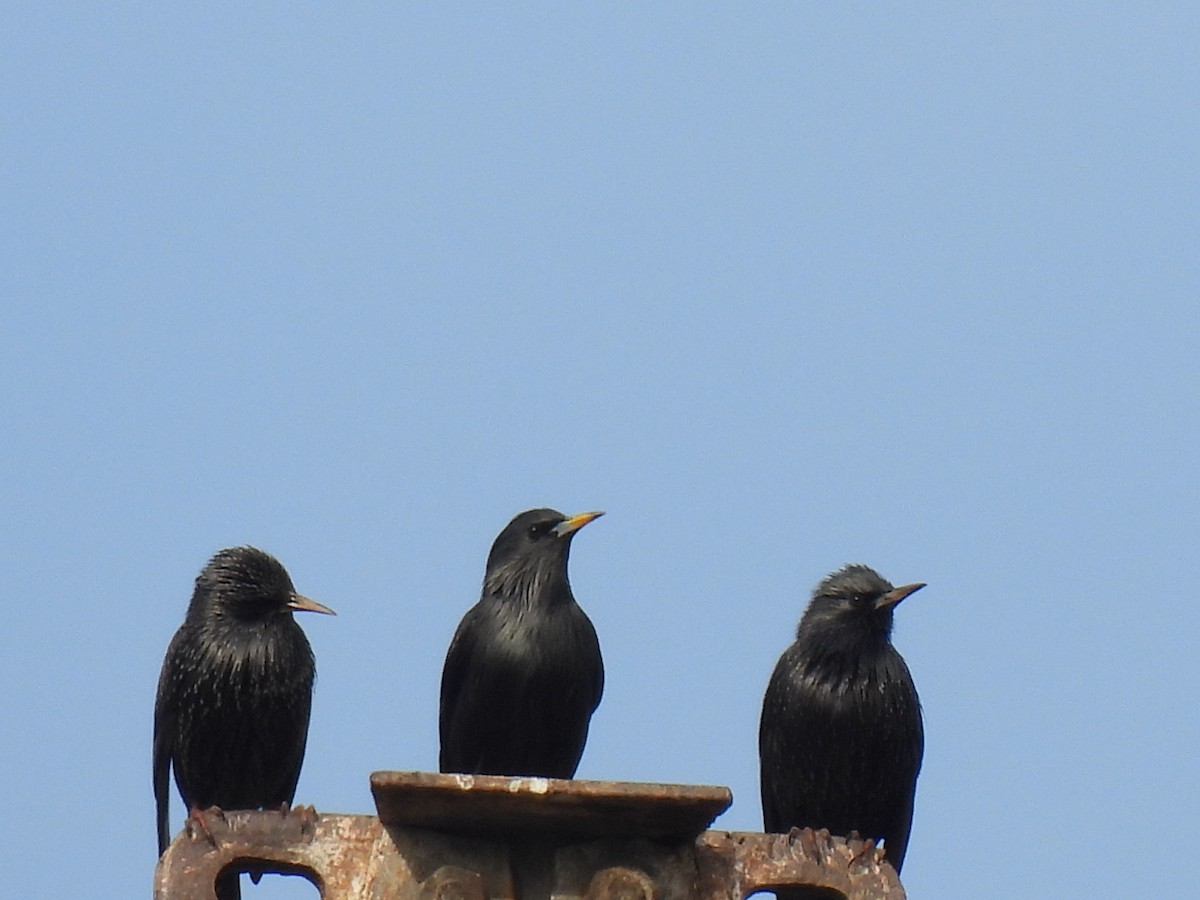 Spotless Starling - ML646122820