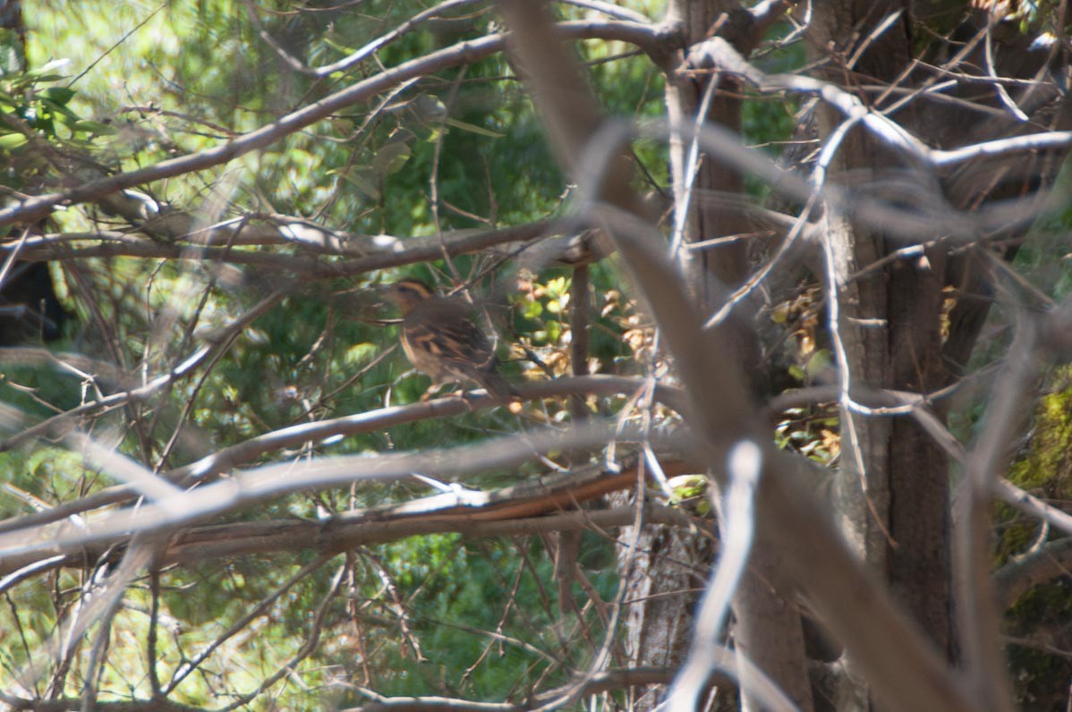 Varied Thrush - ML646122821