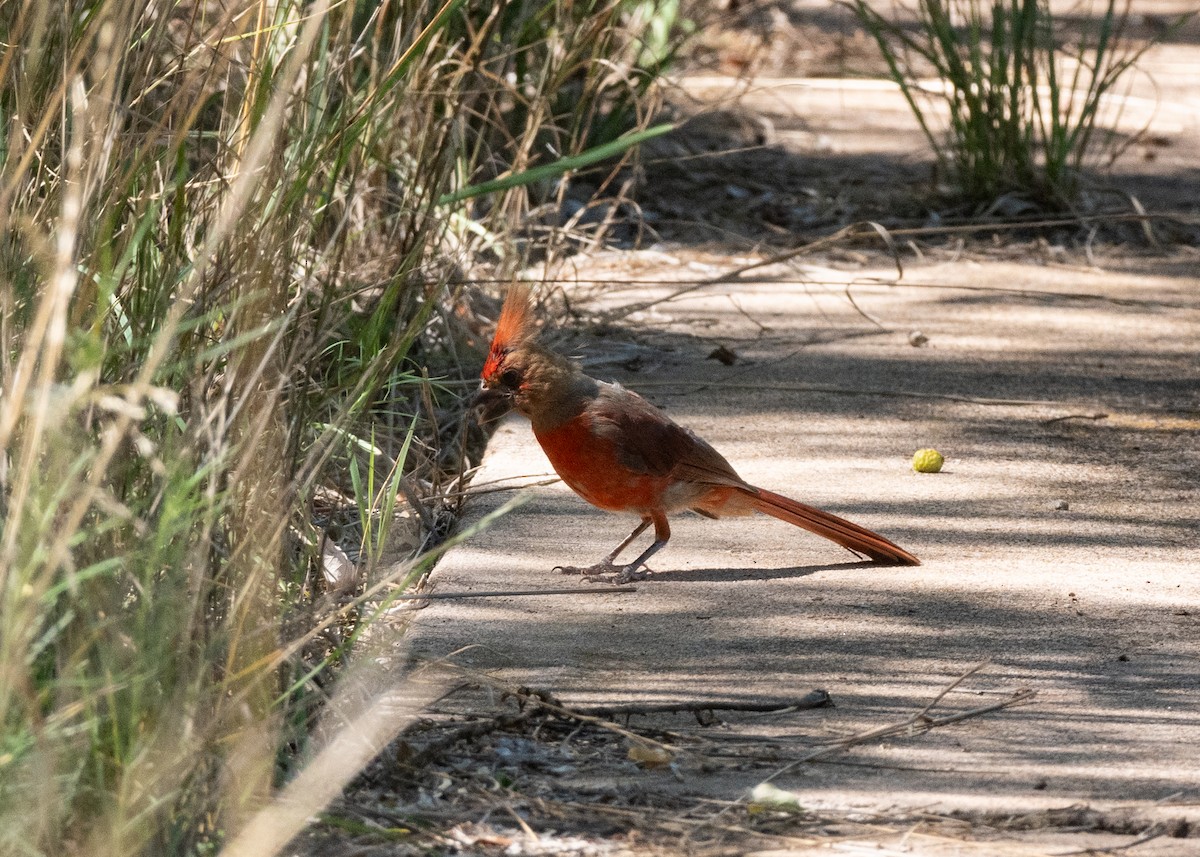 Northern Cardinal - ML646122822