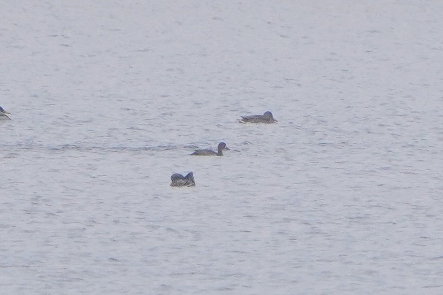 Greater Scaup - ML646122830