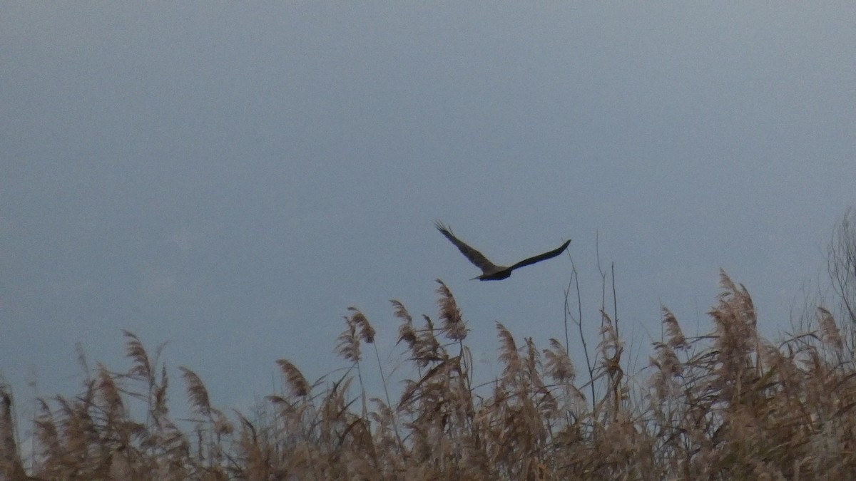 ヨーロッパチュウヒ - ML646122834