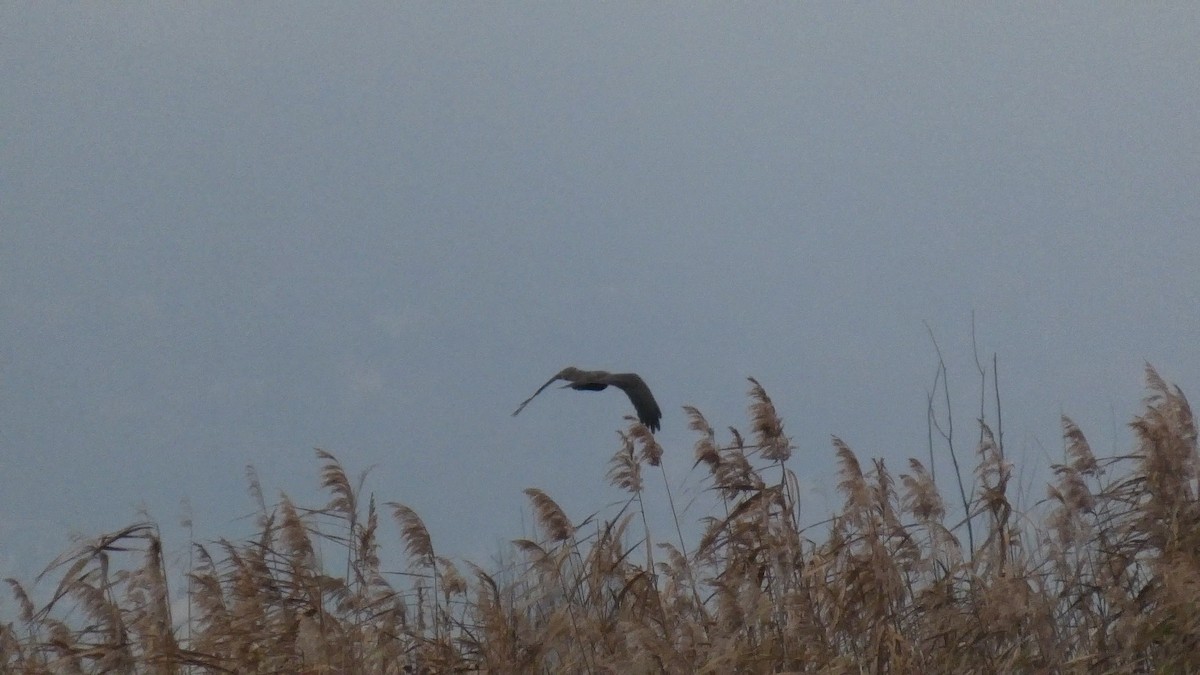 ヨーロッパチュウヒ - ML646122835