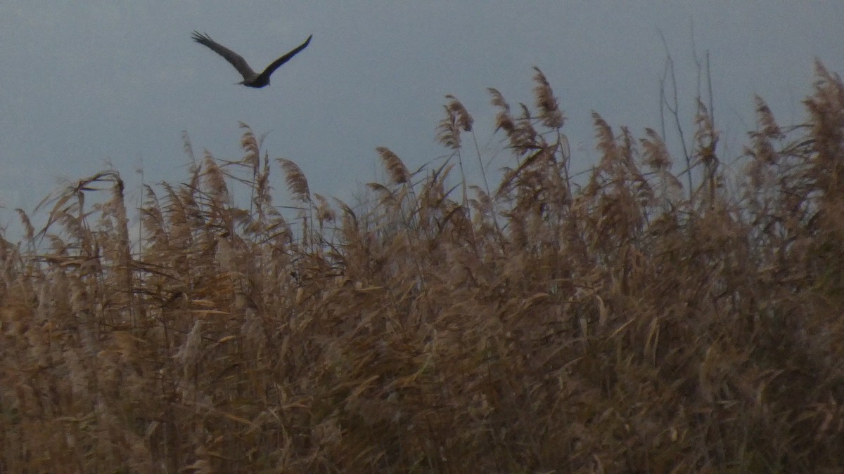 ヨーロッパチュウヒ - ML646122836