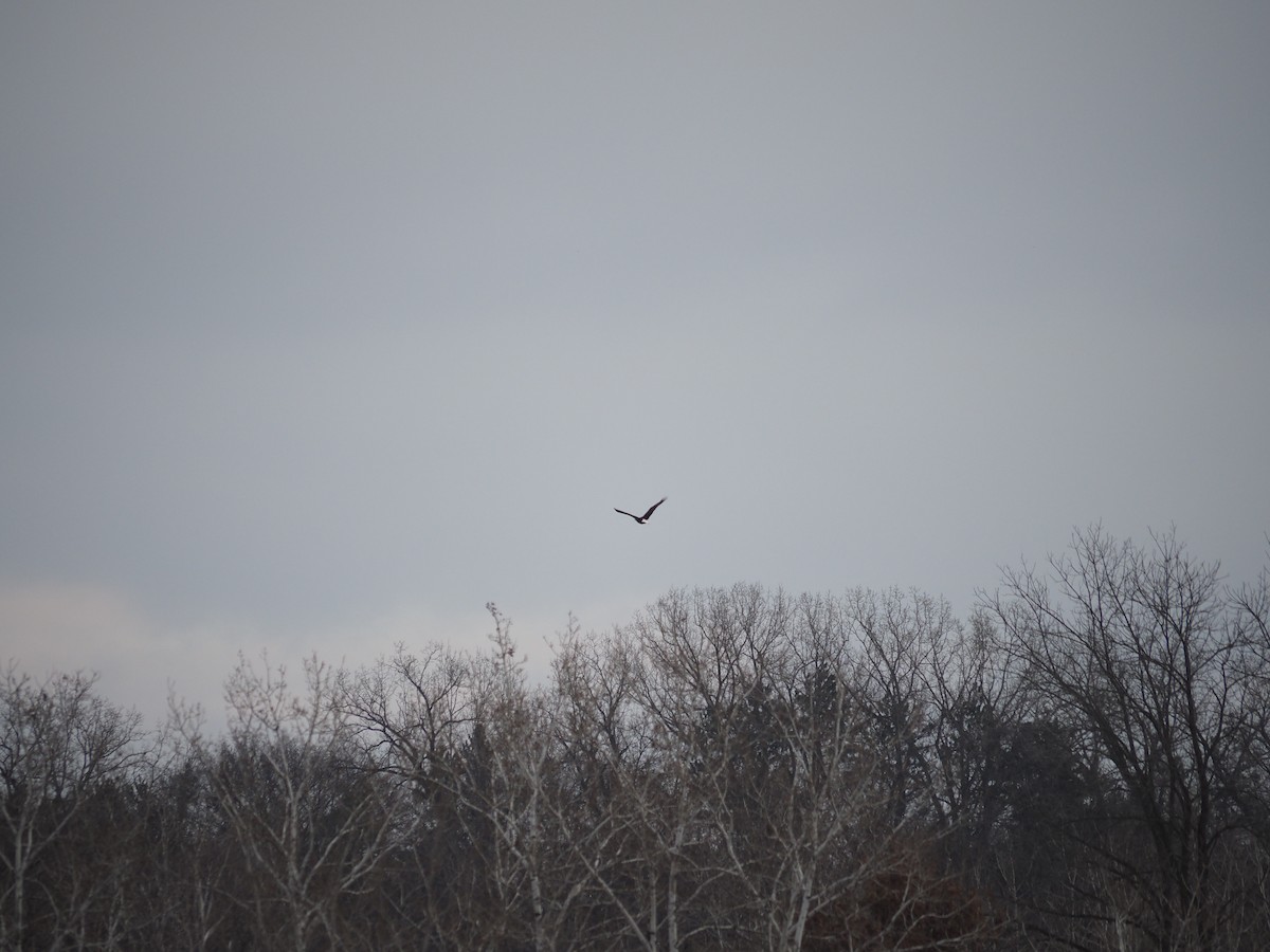 Itsas arrano buruzuria - ML646122837