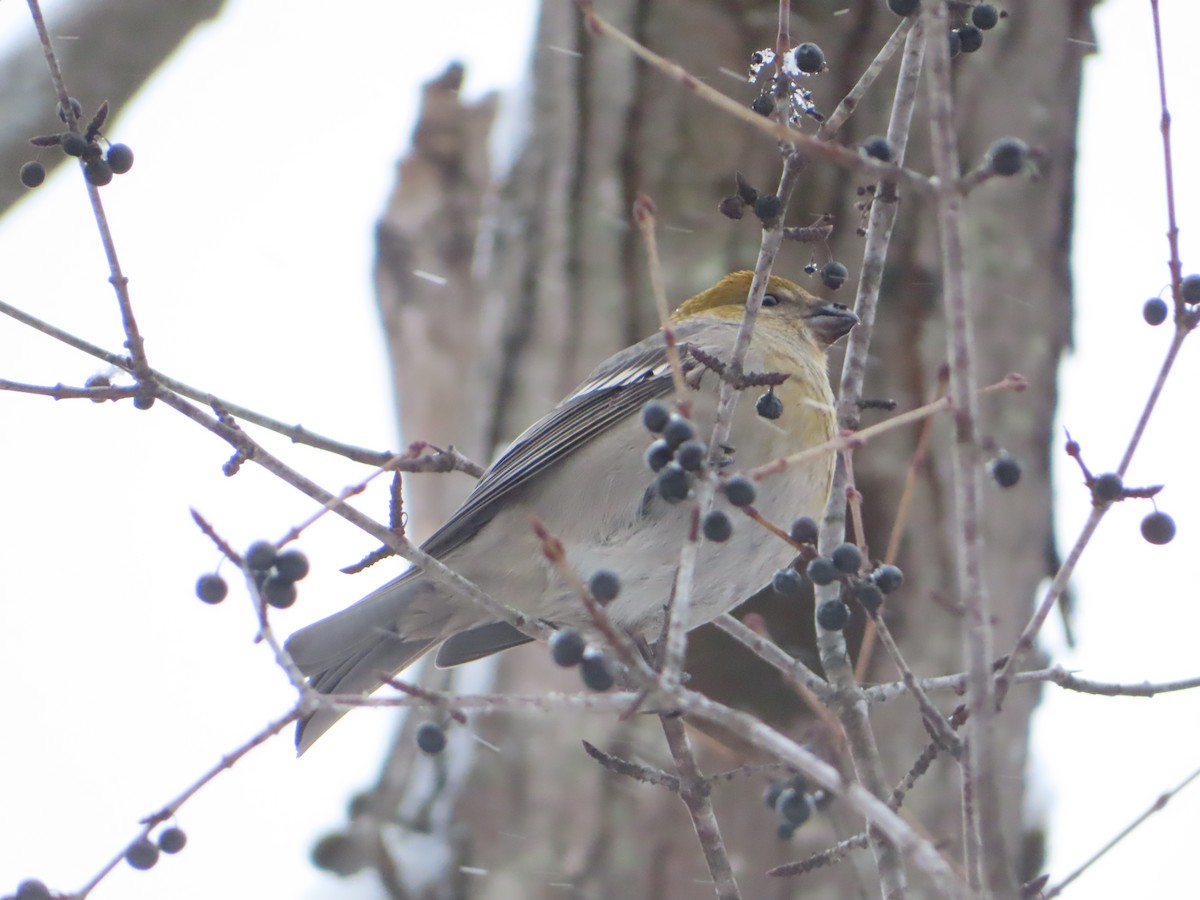 Pine Grosbeak - ML646122842