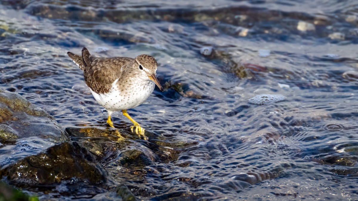 pisík americký - ML646122845