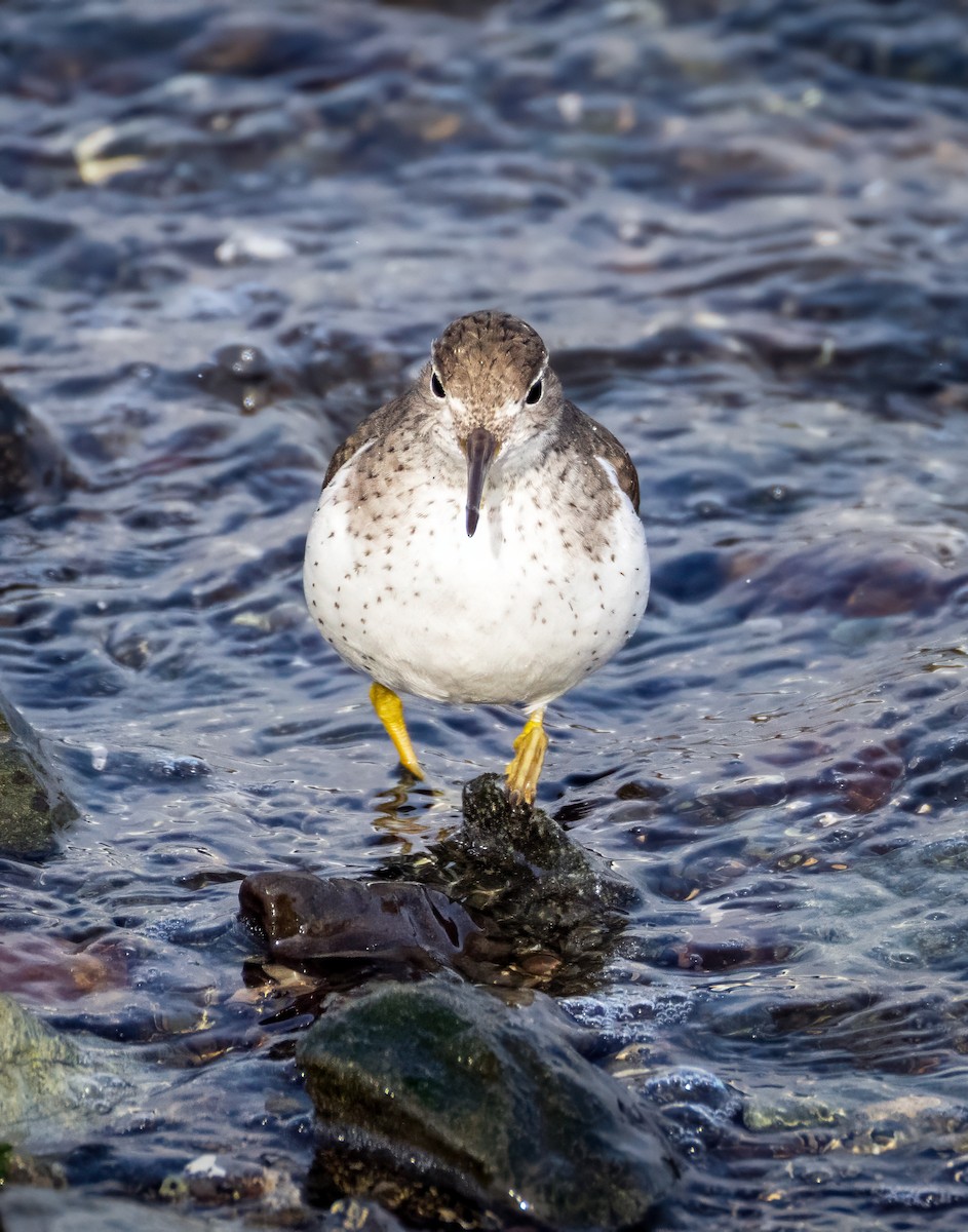 pisík americký - ML646122846