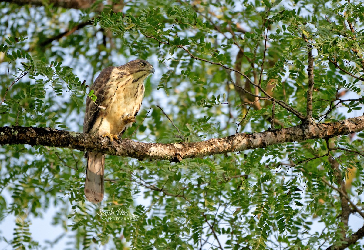 Crested Goshawk - ML646122851