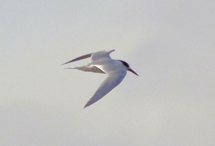 Common Tern - ML646122857