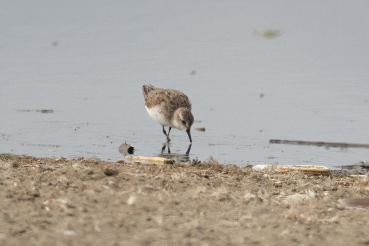 Sandstrandläufer - ML646122859