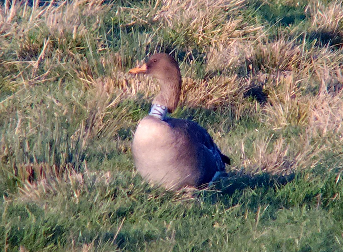 Taiga Bean-Goose - ML646122862