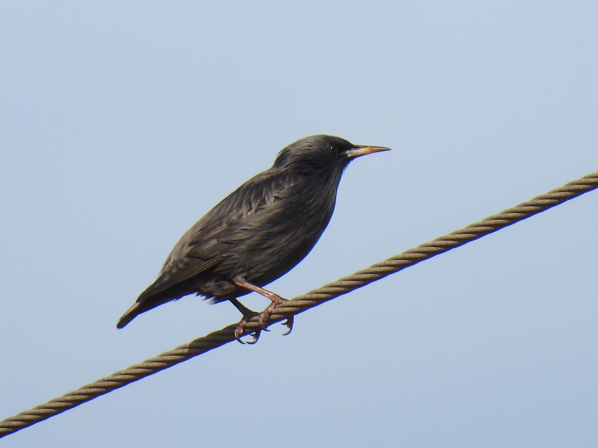 Spotless Starling - ML646122863