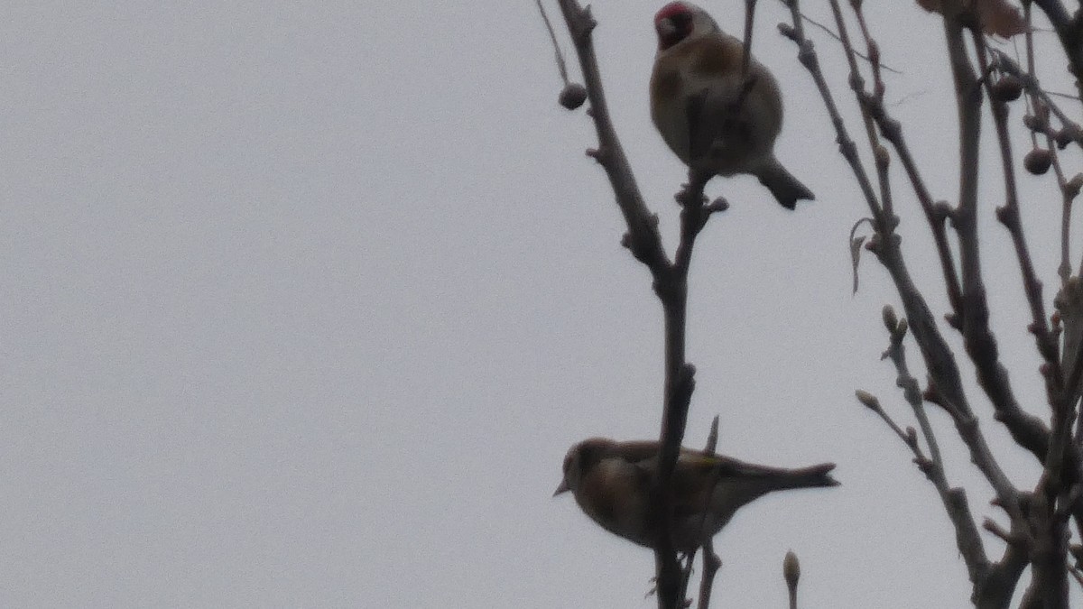 ゴシキヒワ - ML646122864