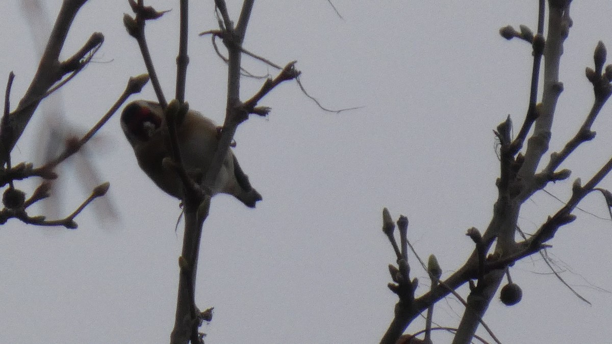 ゴシキヒワ - ML646122865