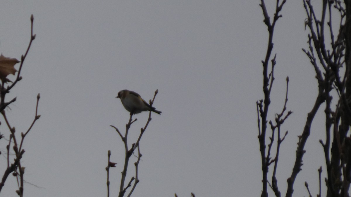 ゴシキヒワ - ML646122866