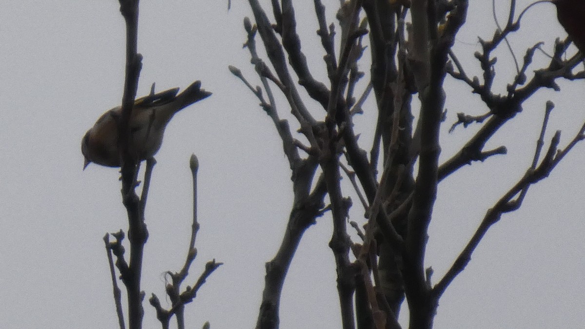 ゴシキヒワ - ML646122867