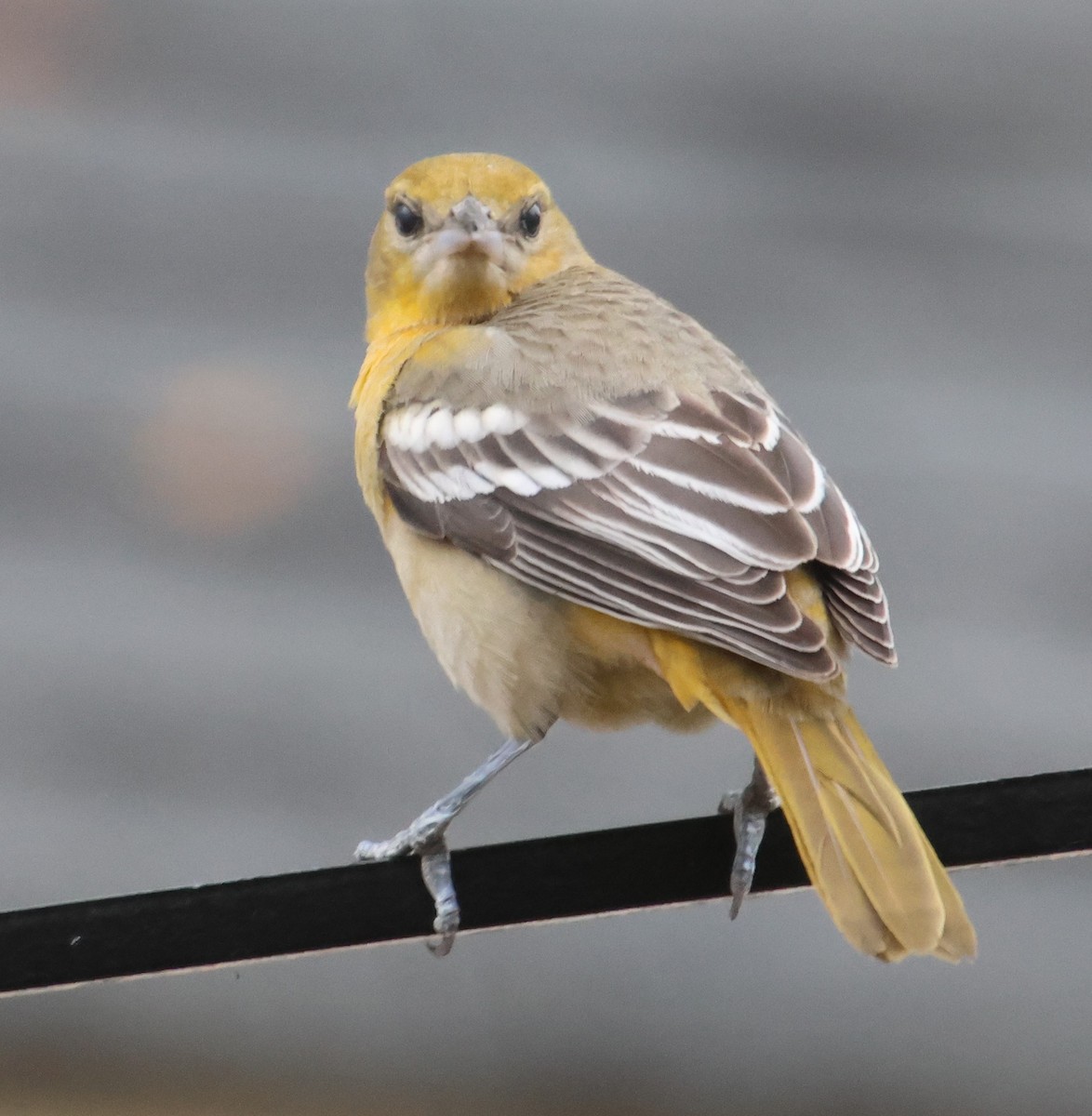 Балтиморский трупиал - ML646122870