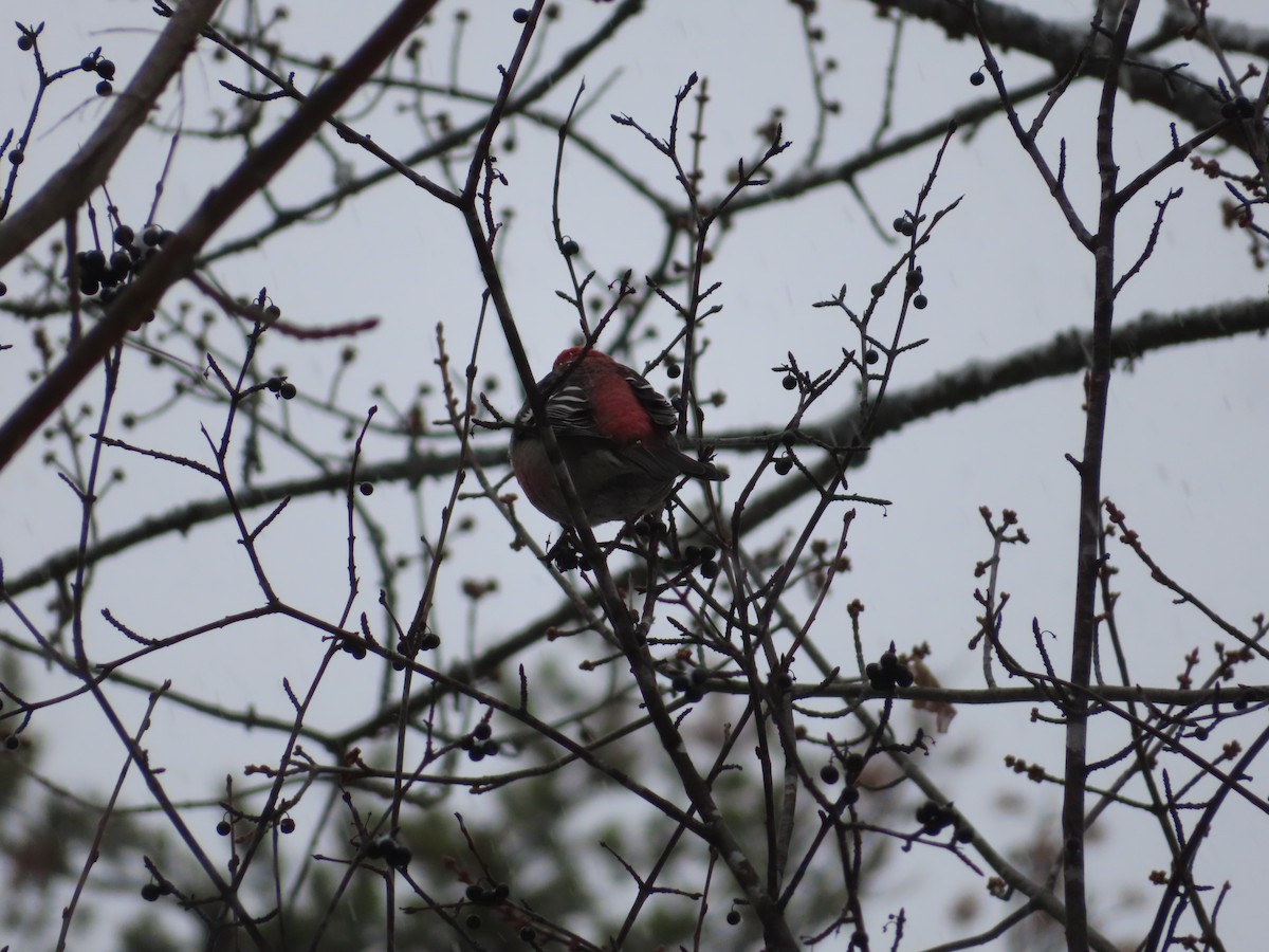 Pine Grosbeak - ML646122875