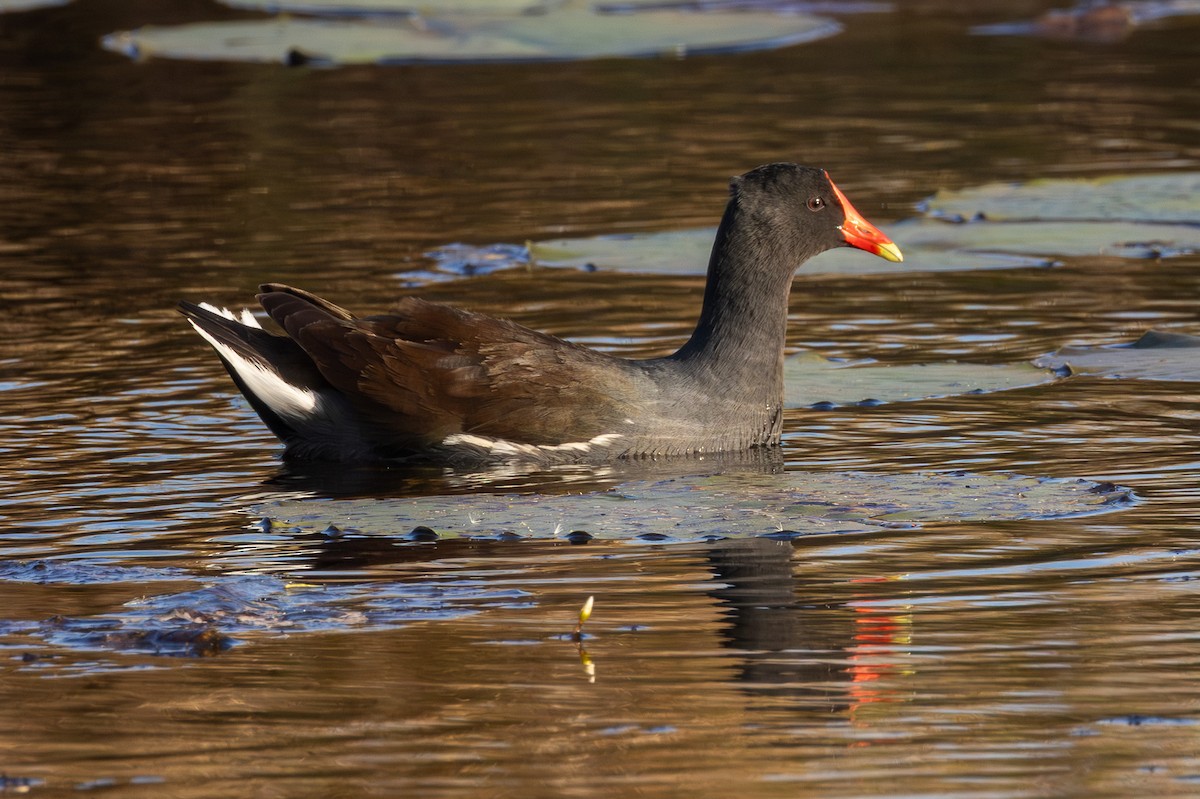 Common Gallinule - ML646122882