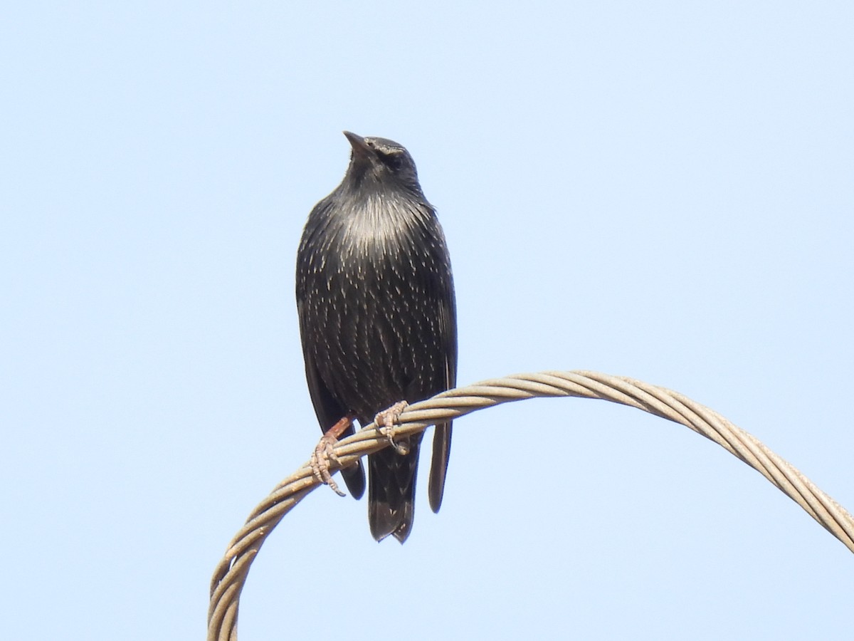 Spotless Starling - ML646122884