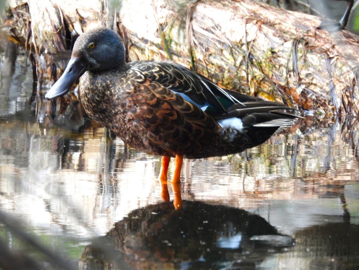 Australasian Shoveler - ML646122887