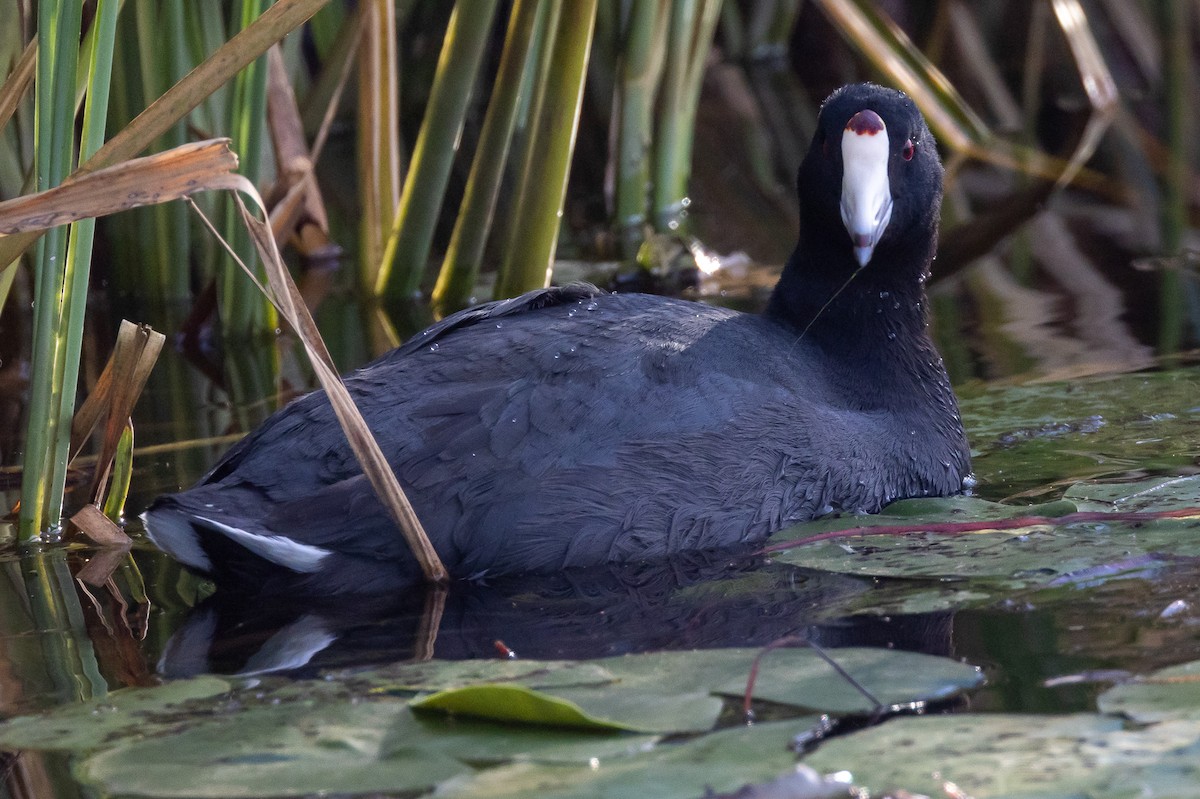 American Coot - ML646122891