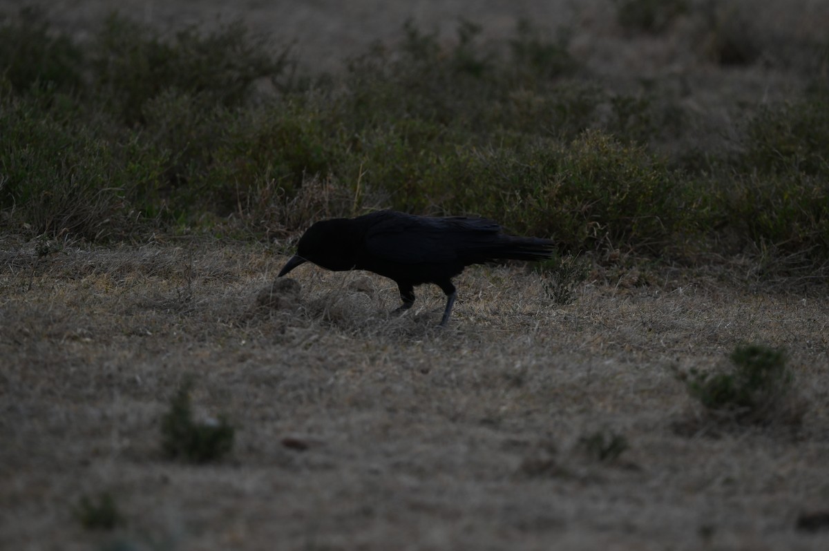 Cape Crow - ML646122893