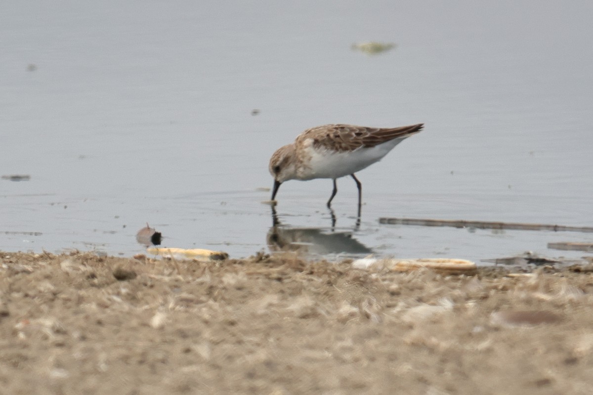 Sandstrandläufer - ML646122894