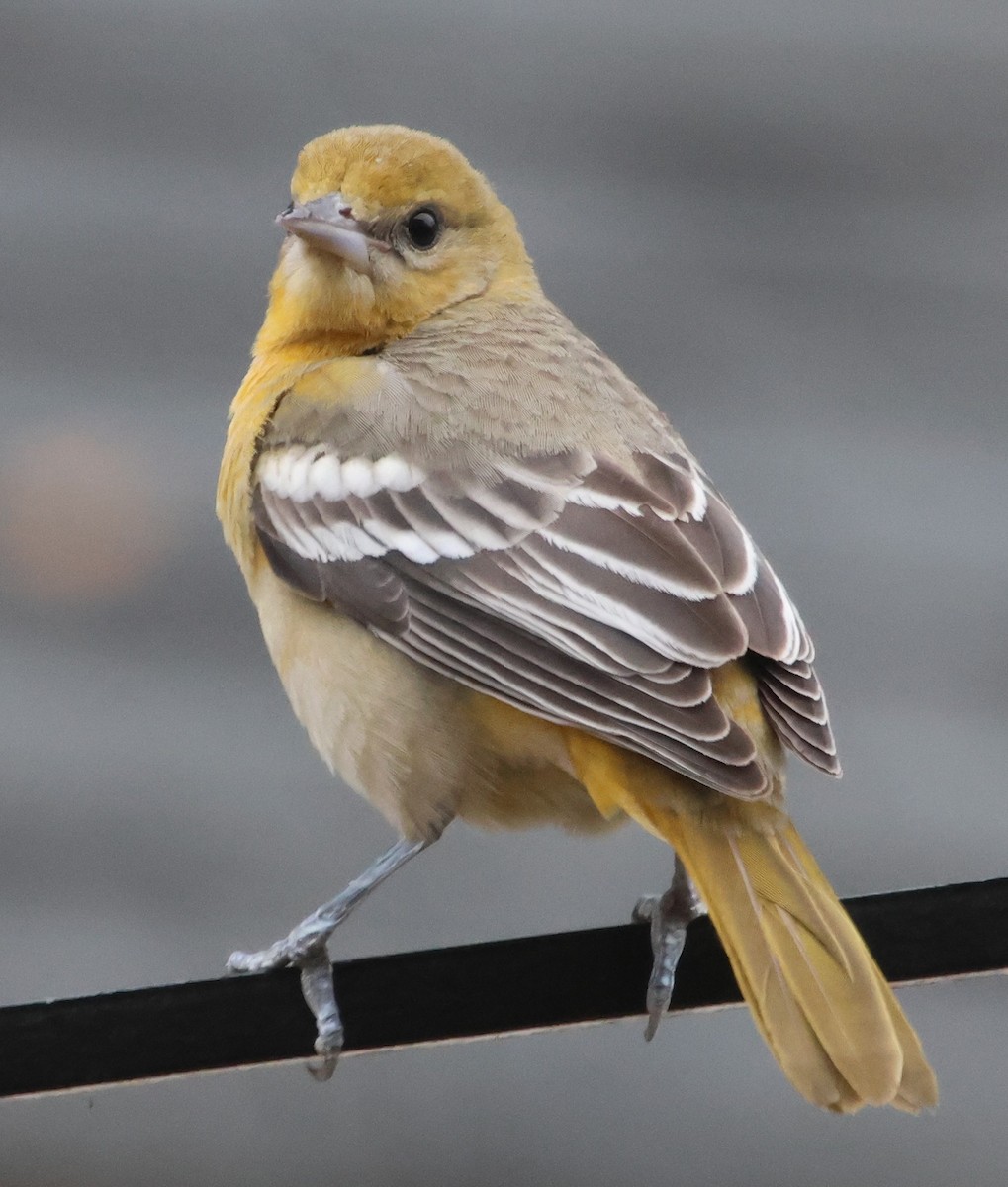 Балтиморский трупиал - ML646122904