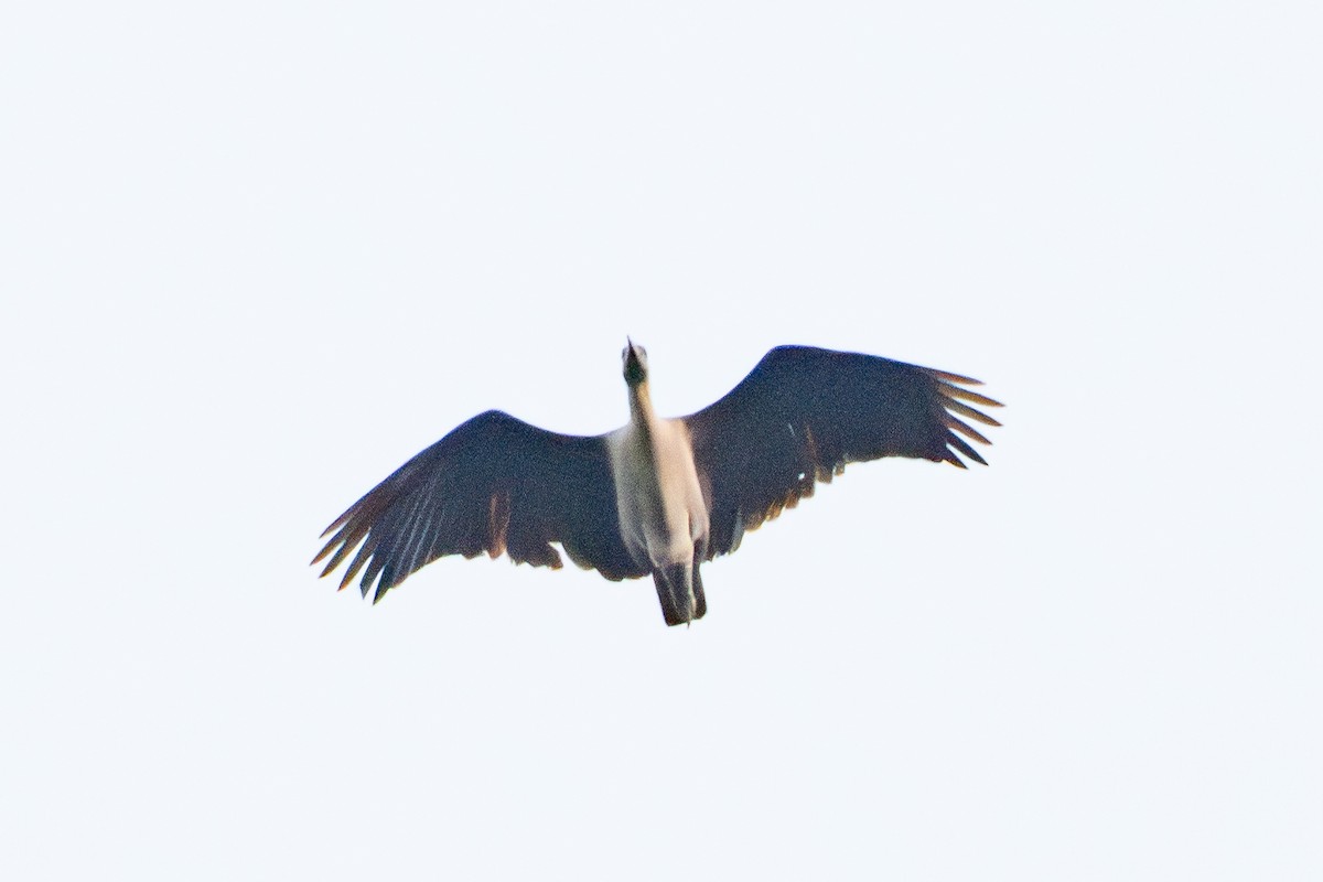 Hadada Ibis - ML646122905