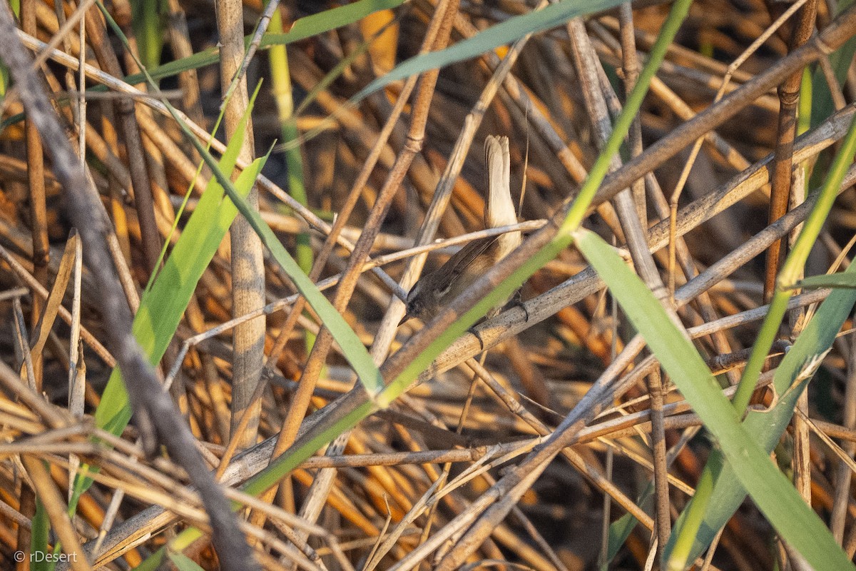 Moustached Warbler - ML646122907