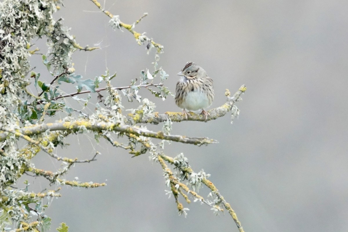 strnadec pruhohlavý - ML646122909