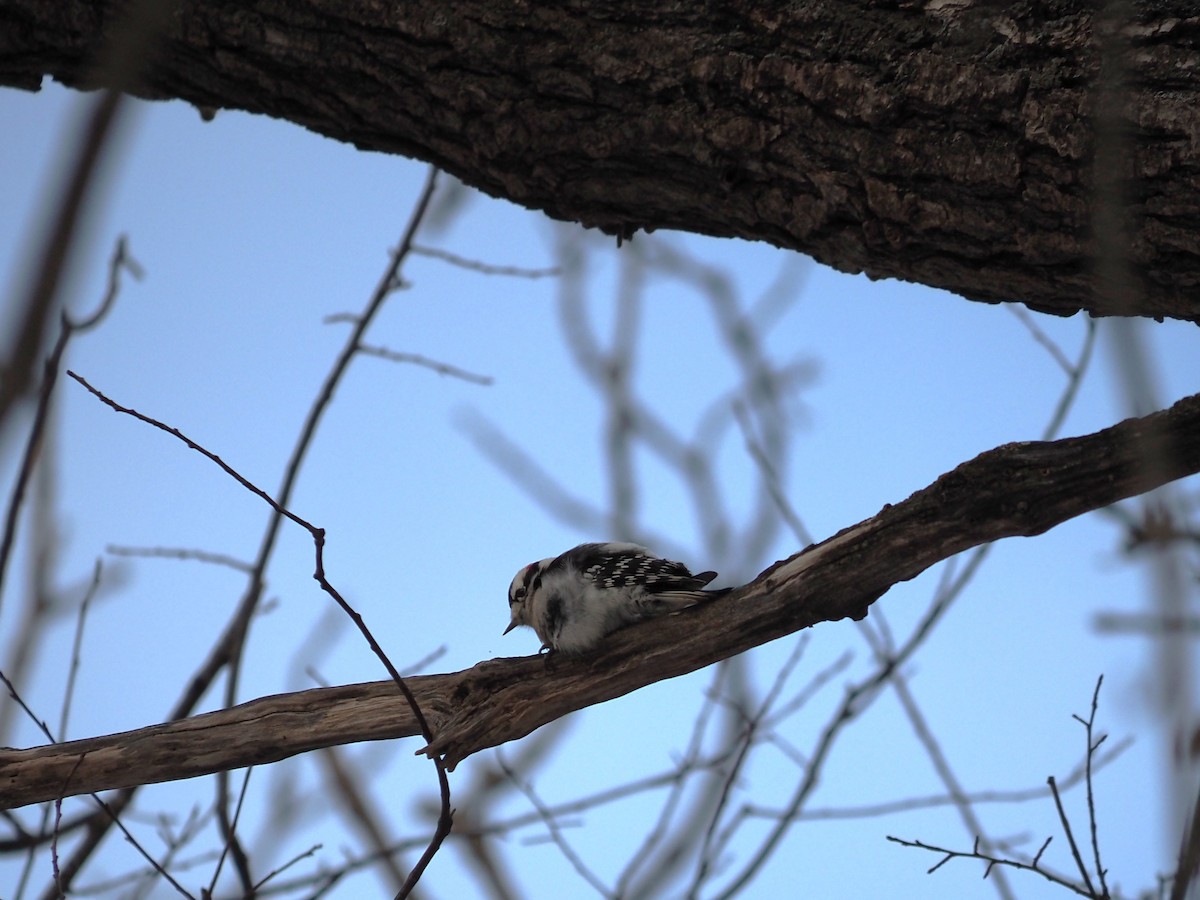 Downy Woodpecker - ML646122916