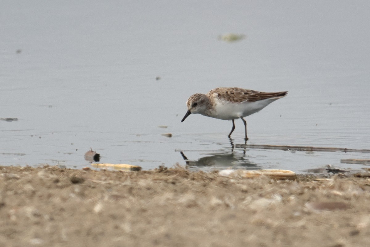 Sandstrandläufer - ML646122919