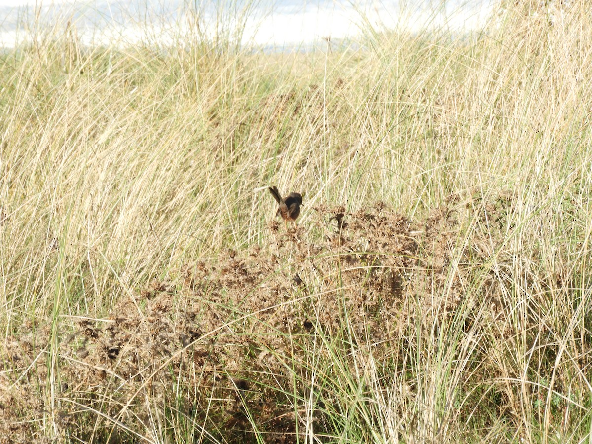 Magnanina comune - ML646122924