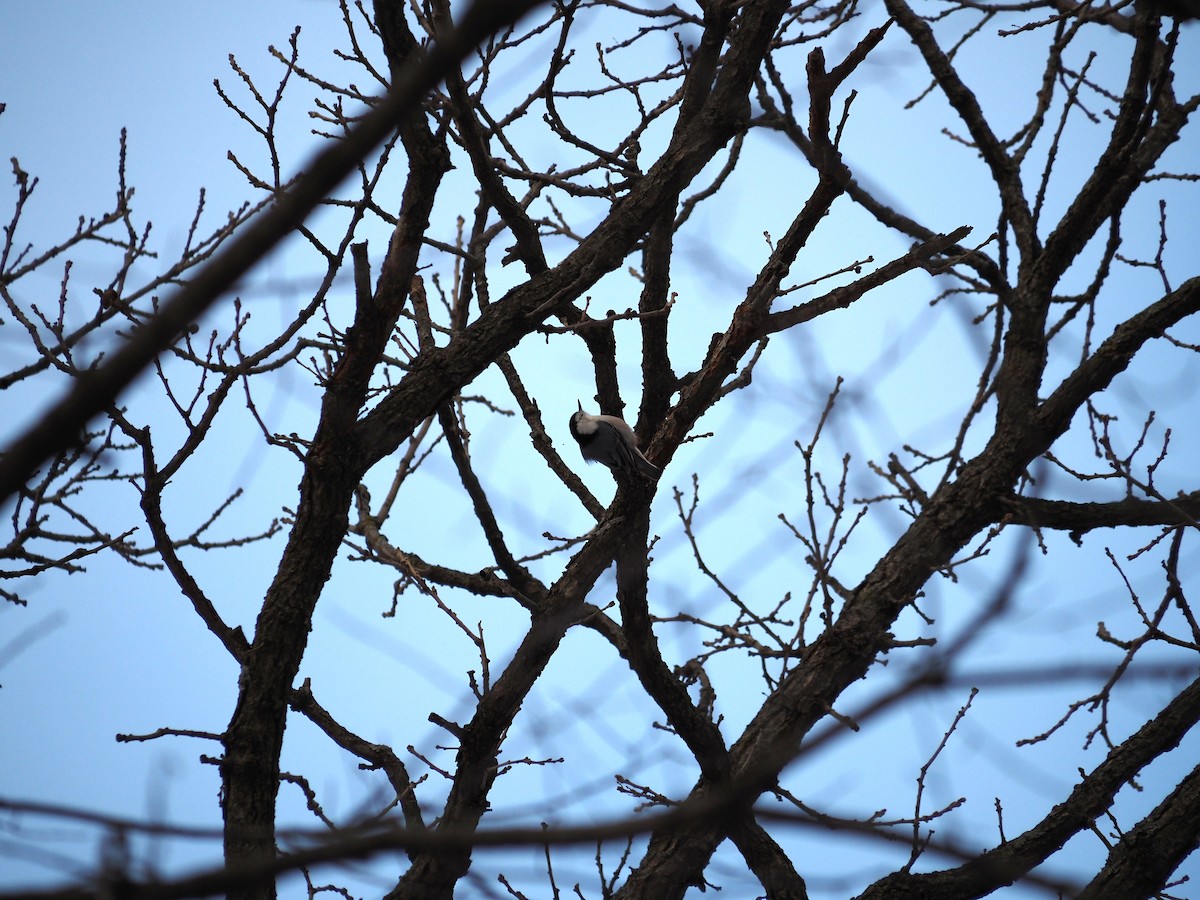 White-breasted Nuthatch - ML646122932