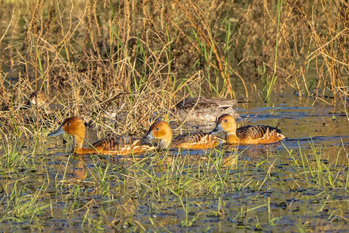 Fulvous Whistling-Duck - ML646122934