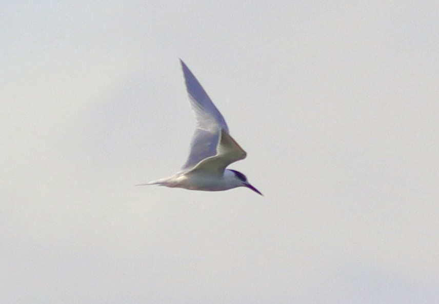 Common Tern - ML646122944