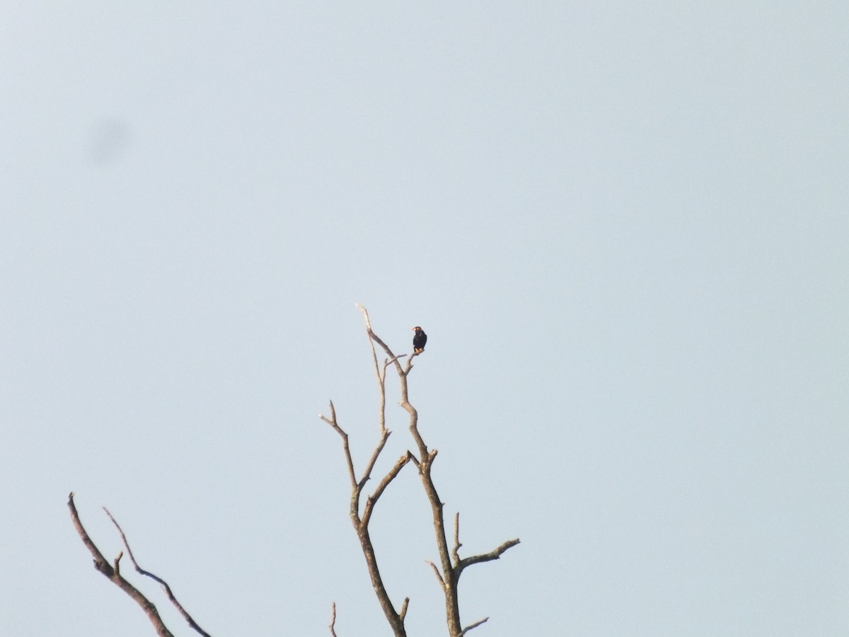 Common Hill Myna - ML646122945