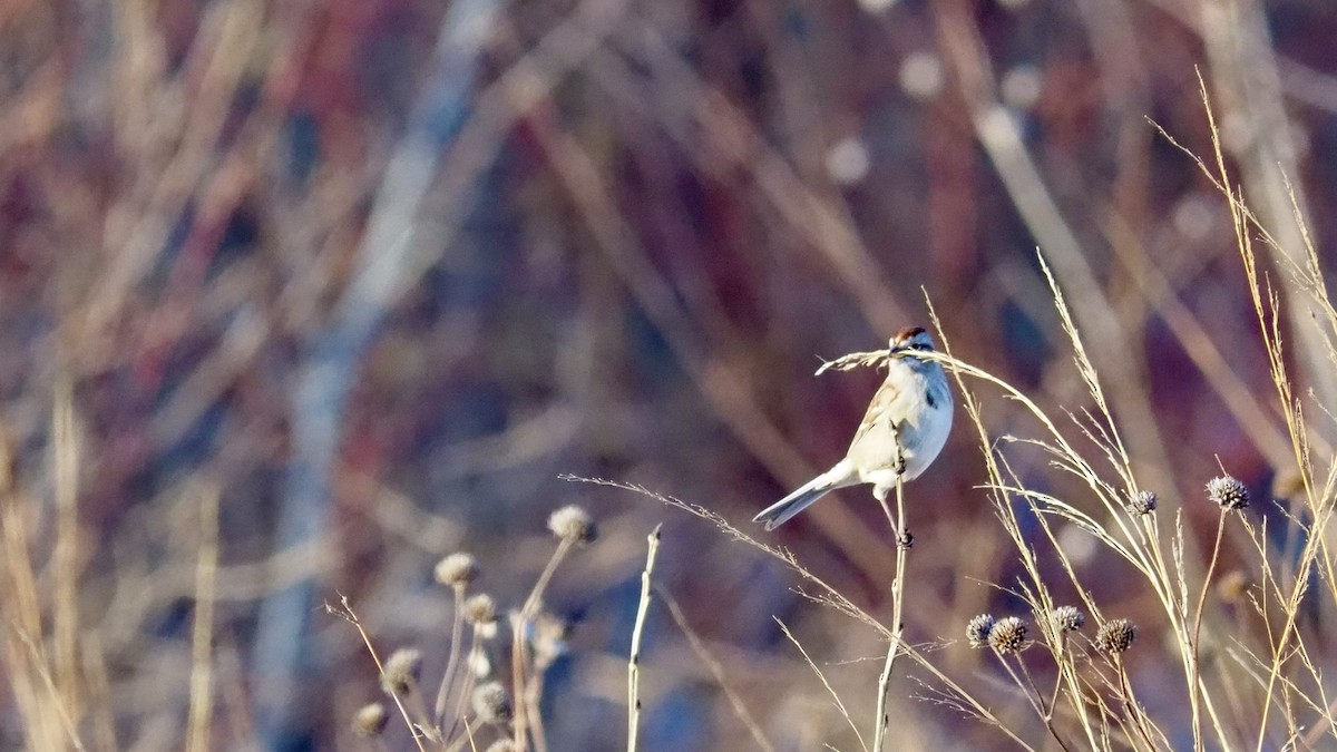 American Tree Sparrow - ML646122948