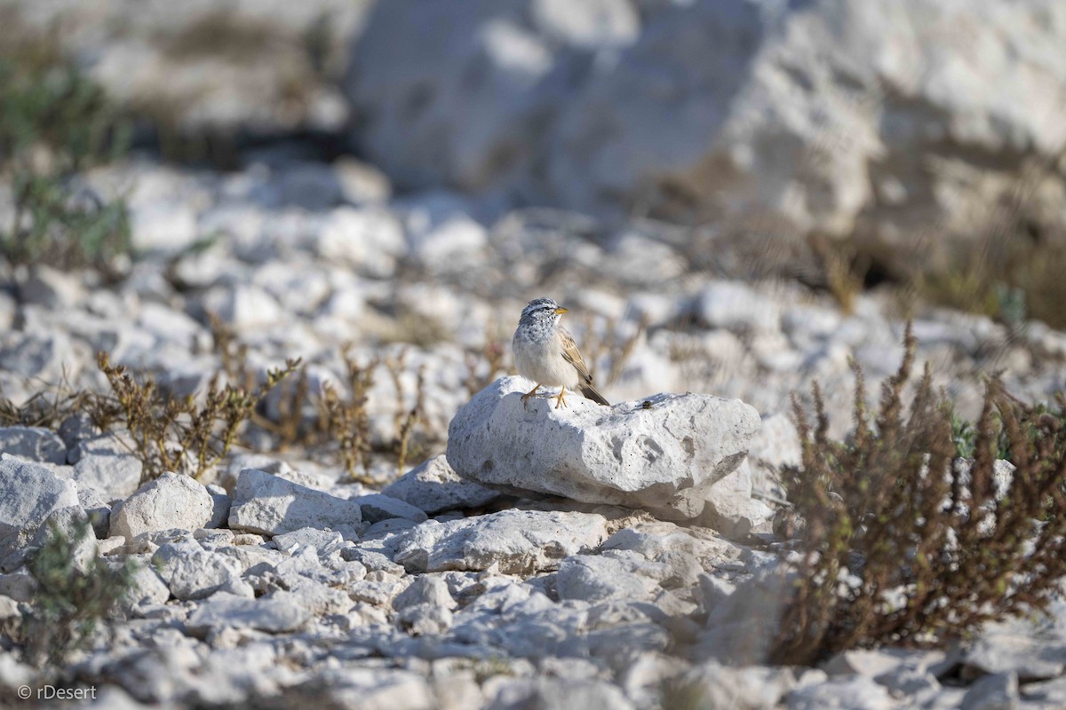 Striolated Bunting - ML646122958
