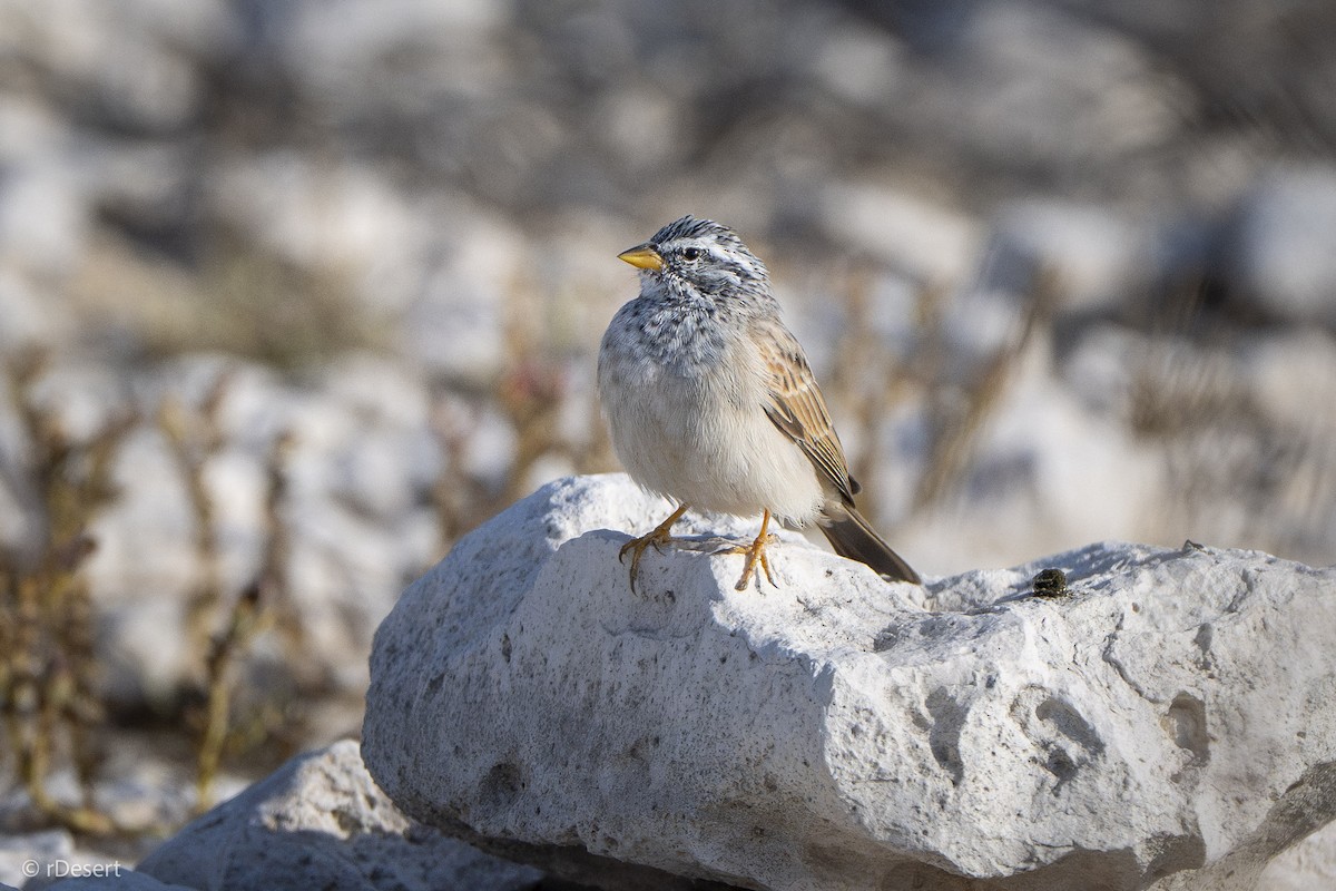 Striolated Bunting - ML646122959