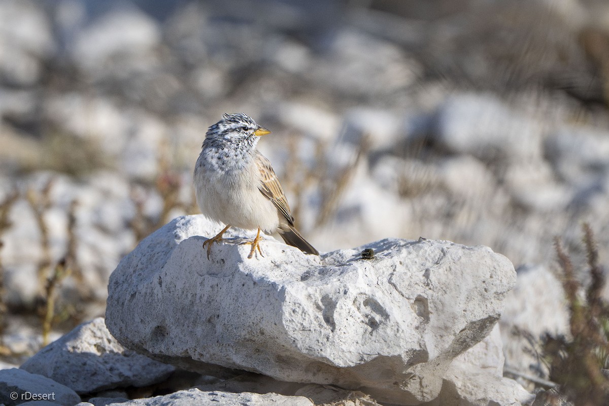 Striolated Bunting - ML646122960