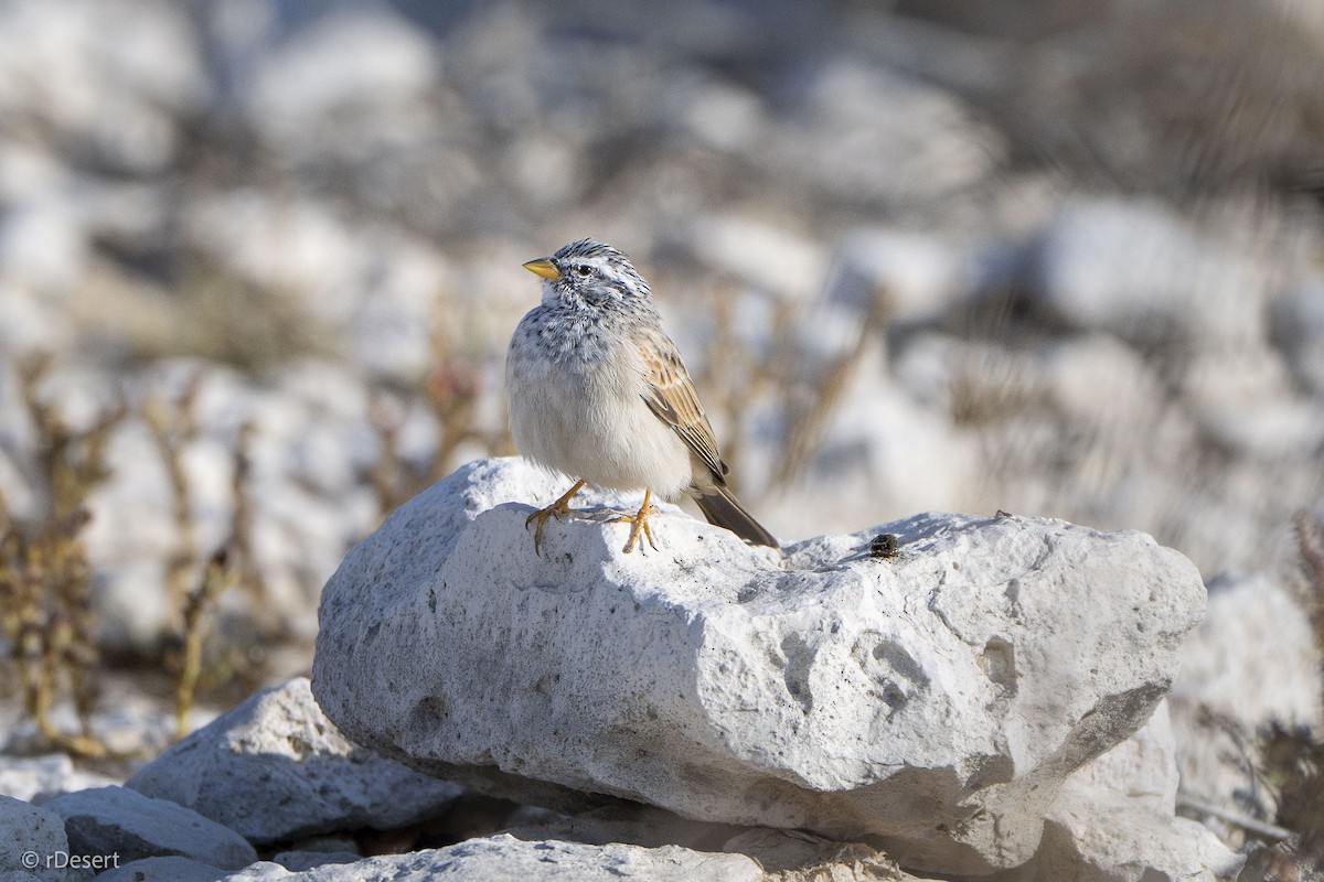 Striolated Bunting - ML646122961
