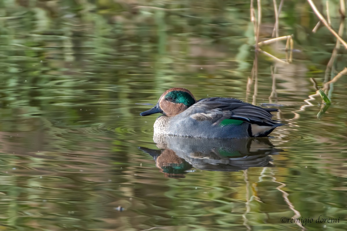 Green-winged Teal - ML646122965