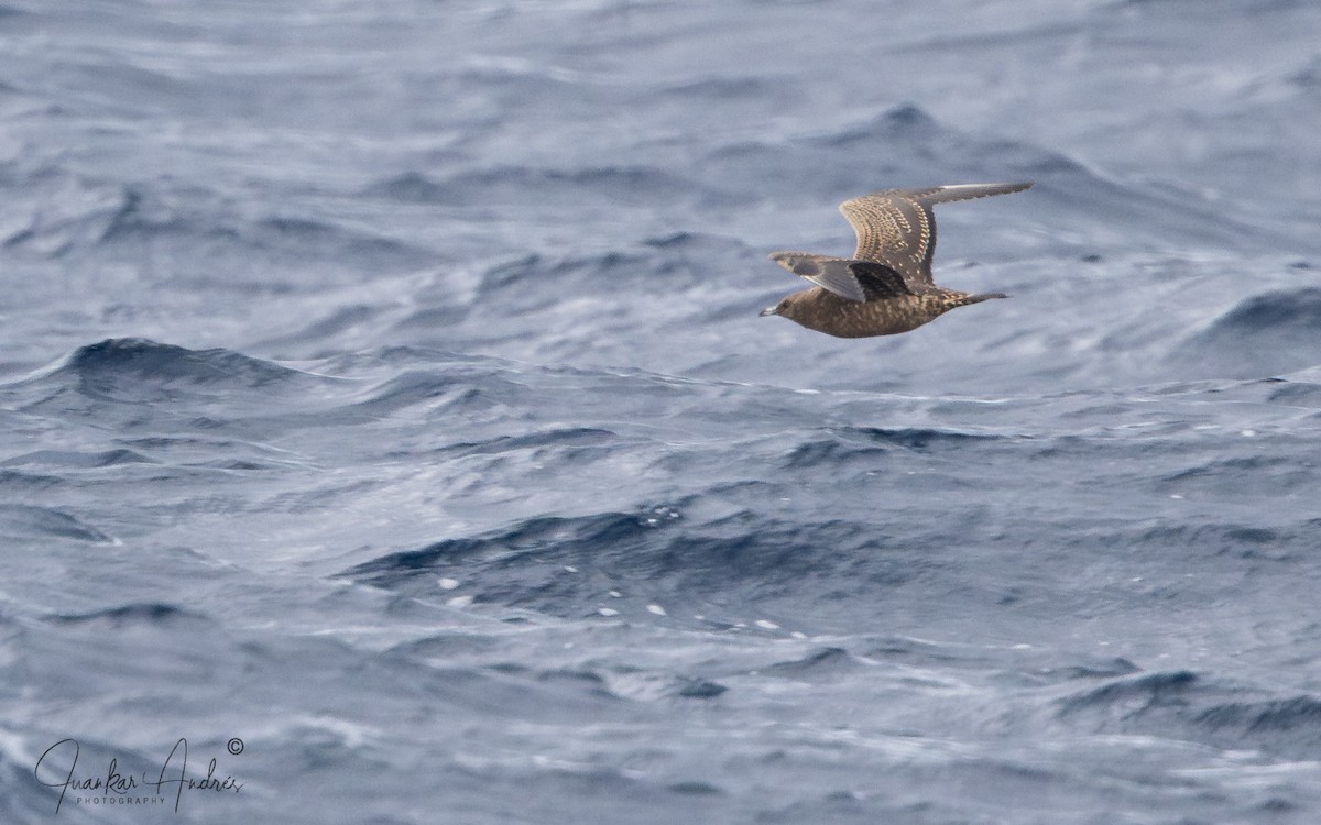 Поморник короткохвостий - ML646122968