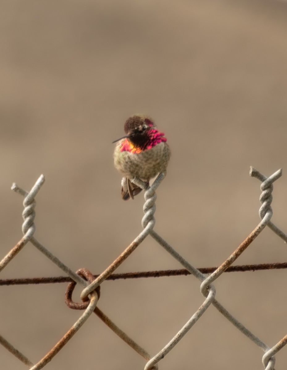 Anna's Hummingbird - ML646122969